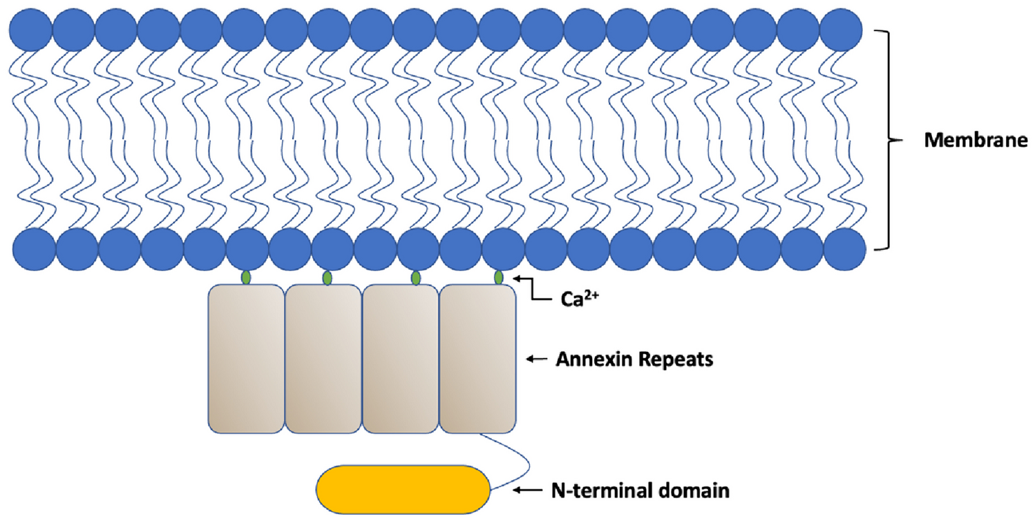 The role of annexins in central nervous system development and disease