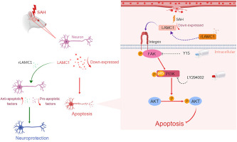 LAMC1 attenuates neuronal apoptosis via FAK/PI3K/AKT signaling pathway after subarachnoid hemorrhage