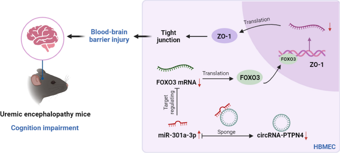 circRNA-PTPN4 mediated regulation of FOXO3 and ZO-1 expression: implications for blood–brain barrier integrity and cognitive function in uremic encephalopathy
