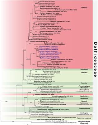 Insights into the molecular phylogeny and morphology of three novel Dothiora species, along with a worldwide checklist of Dothiora
