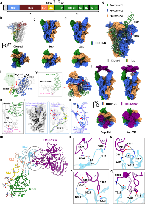 Structural basis for the recognition of HCoV-HKU1 by human TMPRSS2