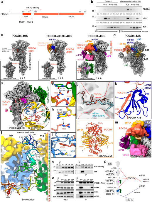 Human tumor suppressor PDCD4 directly interacts with ribosomes to repress translation