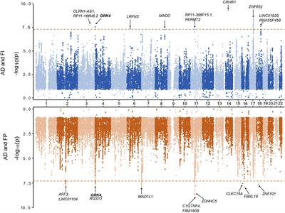 Dissecting the shared genetic architecture between Alzheimer’s disease and frailty: a cross-trait meta-analyses of genome-wide association studies