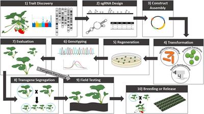 Advances in genomics and genome editing for improving strawberry (Fragaria ×ananassa)
