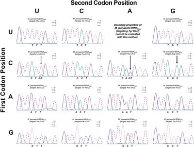 Codon decoding by orthogonal tRNAs interrogates the in vivo preferences of unmodified adenosine in the wobble position