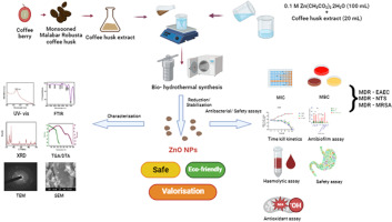 Evaluation of ZnO nanoparticles from ‘Monsooned Malabar Robusta Coffee’ husk as a potential antioxidant and biocidal candidate: A sustainable valorization approach