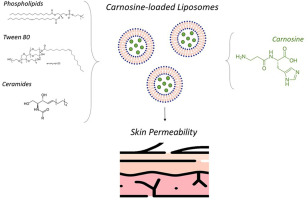 Development and in vitro evaluation of liposomal carnosine for dermatological and cosmeceutical applications