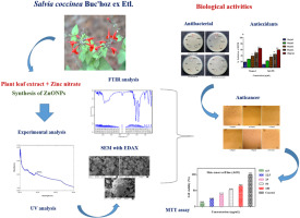 Salvia coccinea Buc'hoz ex Etl. Leaf extract mediated synthesis of zinc oxide nanoparticles: Assessment of antimicrobial, antioxidant and anticancer activity
