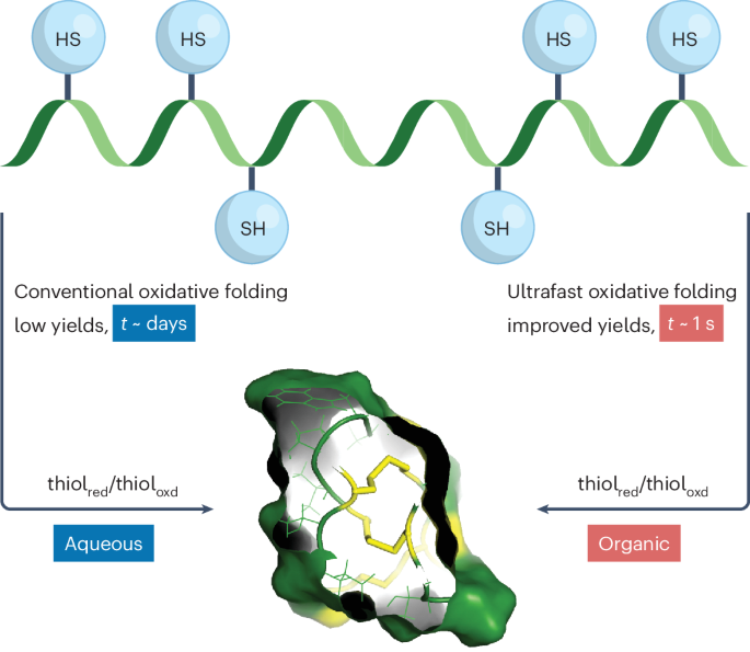 Organic solvent enhances oxidative folding of disulfide-rich proteins