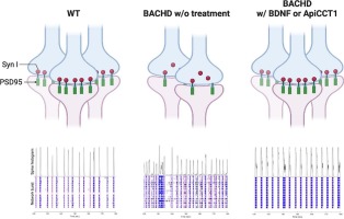 BDNF and TRiC-inspired reagent rescue cortical synaptic deficits in a mouse model of Huntington's disease