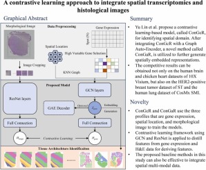 A contrastive learning approach to integrate spatial transcriptomics and histological images