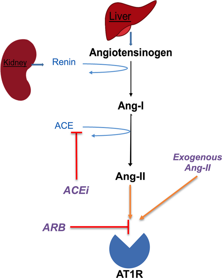 ACE inhibitors and angiotensin receptor blockers differentially alter the response to angiotensin II treatment in vasodilatory shock