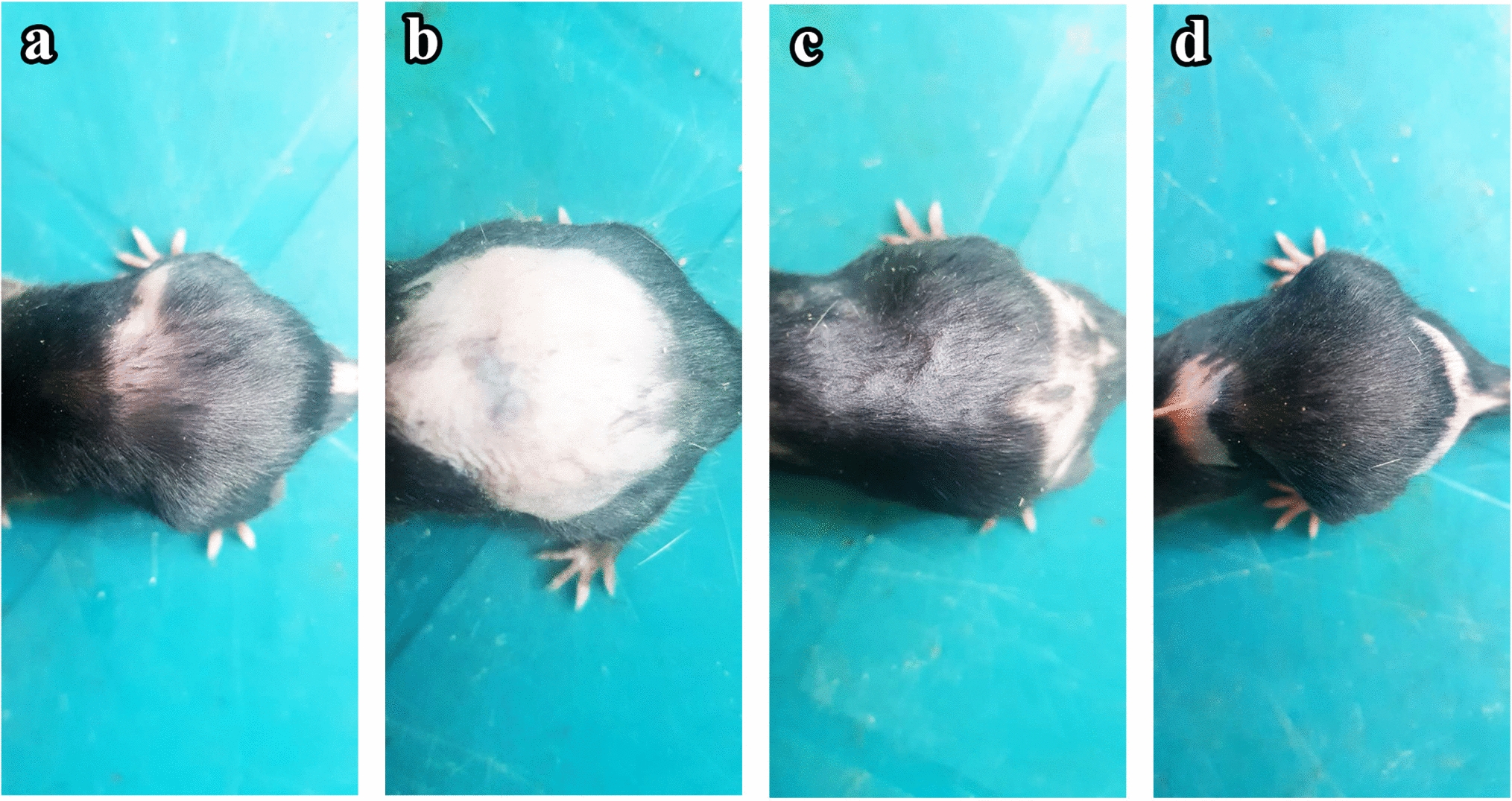 Effect of N-acetylcysteine on hair follicle changes in mouse model of cyclophosphamide-induced alopecia: histological and biochemical study