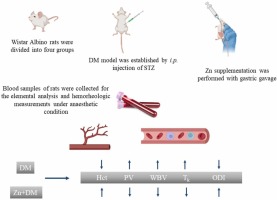 Investigation of Zinc on hemorheological parameters in a rat model of diabetes