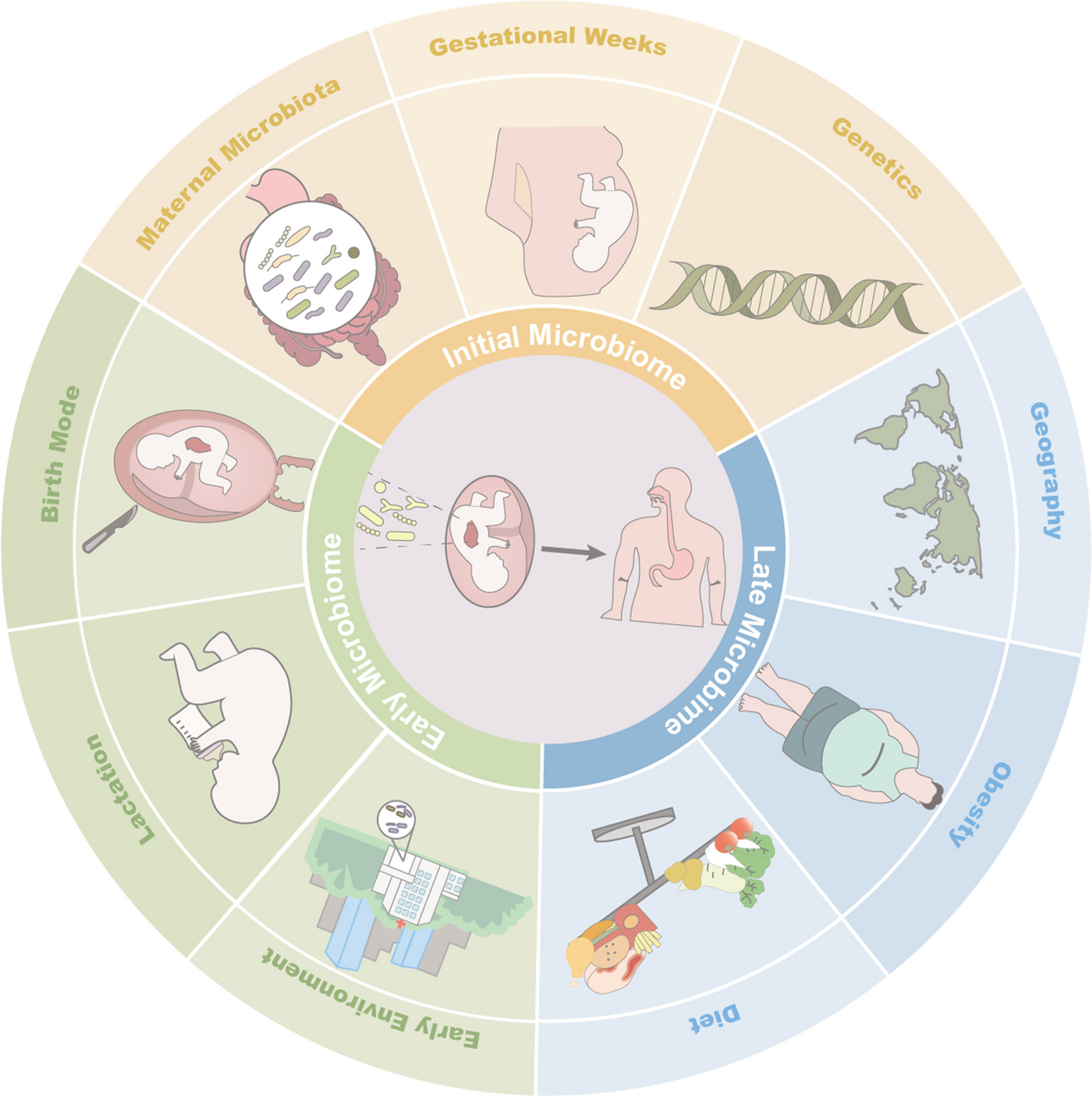 Unveiling the gastric microbiota: implications for gastric carcinogenesis, immune responses, and clinical prospects