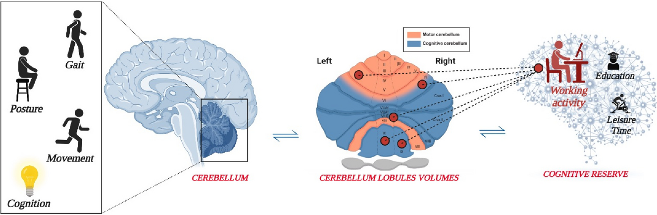 The Role of Cognitive Reserve in Protecting Cerebellar Volumes of Older Adults with mild Cognitive Impairment