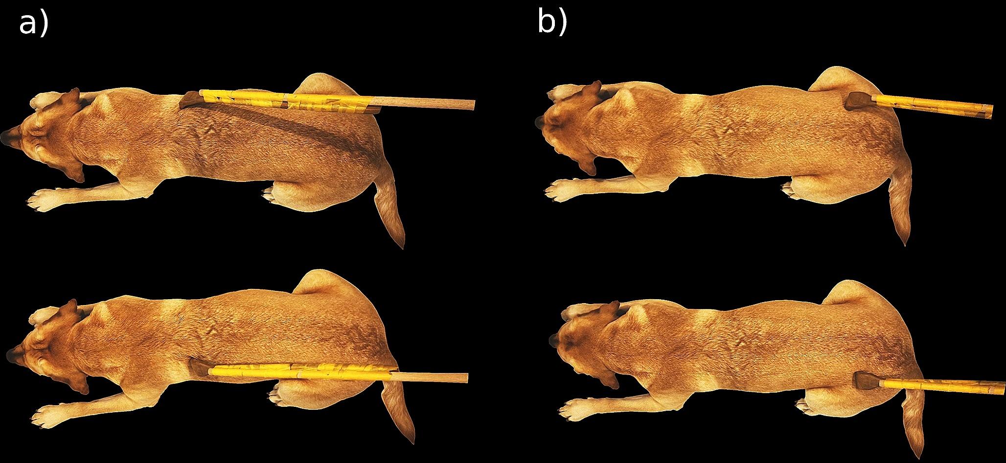 Functional mapping of the somatosensory cortex using noninvasive fMRI and touch in awake dogs