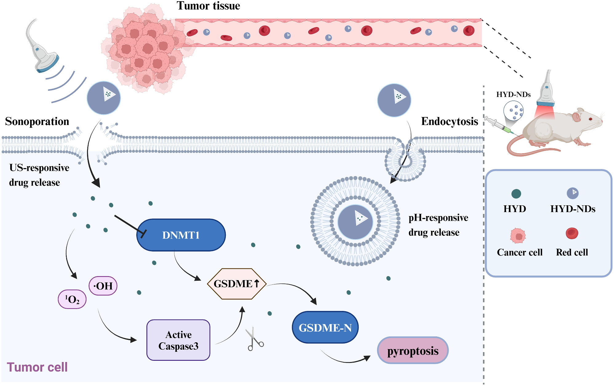 Hydralazine loaded nanodroplets combined with ultrasound-targeted microbubble destruction to induce pyroptosis for tumor treatment
