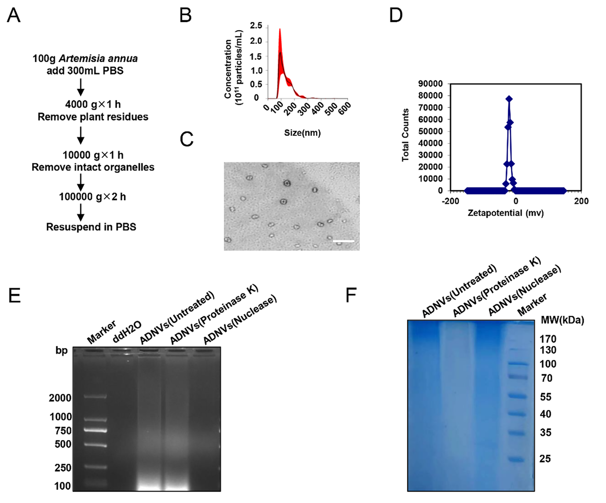Modulation of alveolar macrophage and mitochondrial fitness by medicinal plant-derived nanovesicles to mitigate acute lung injury and viral pneumonia