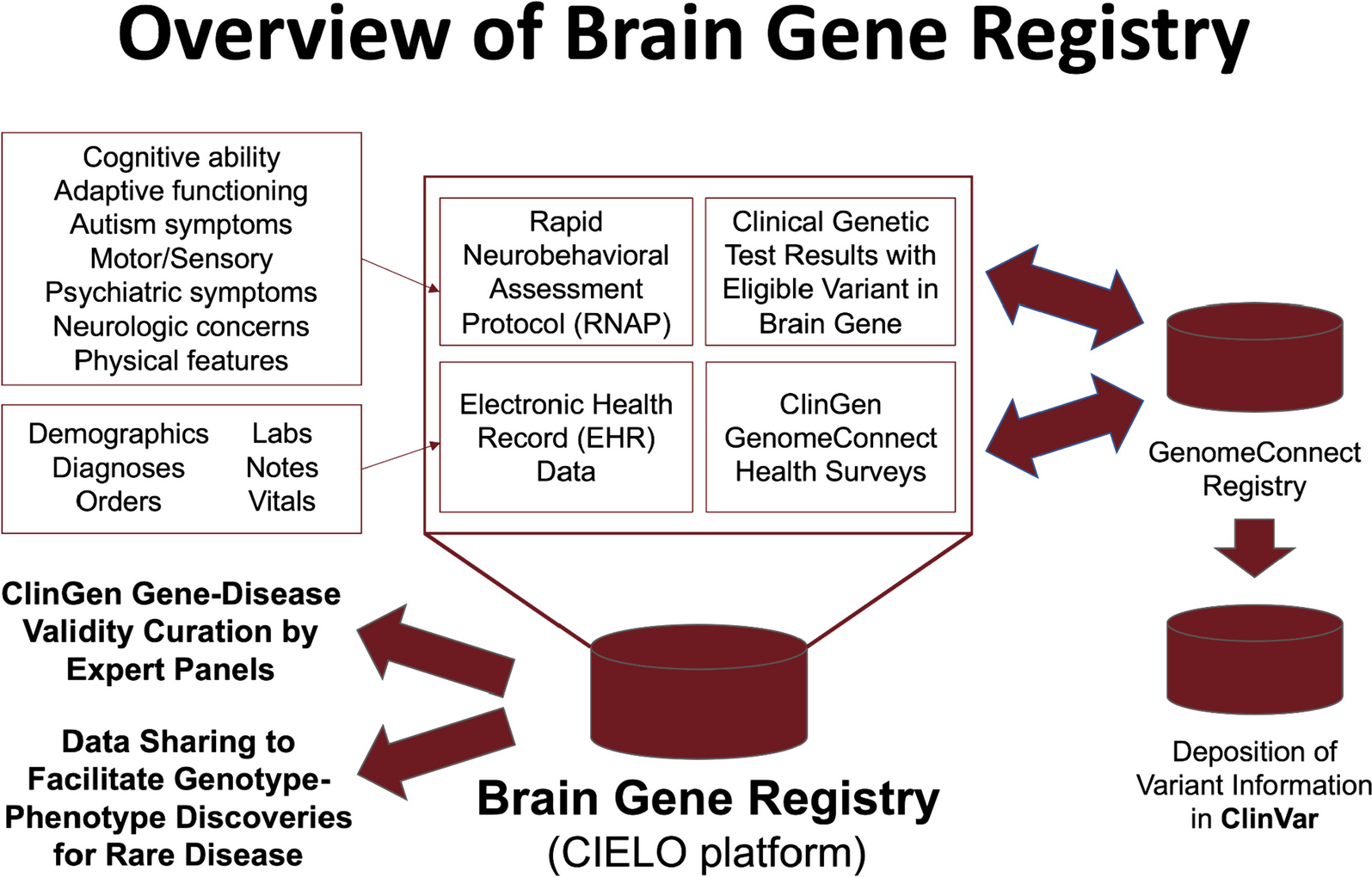 The Brain Gene Registry: a data snapshot