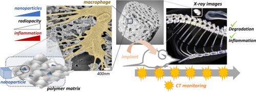 In vivo Micro-computed Tomography Evaluation of Radiopaque, Polymeric Device Degradation in Normal and Inflammatory Environments