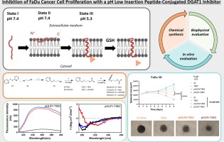 A novel approach to pH-Responsive targeted cancer Therapy: Inhibition of FaDu cancer cell proliferation with a pH low insertion Peptide-Conjugated DGAT1 inhibitor