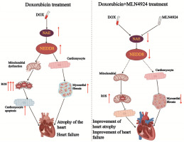 The NEDD8 activating enzyme inhibitor MLN4924 mitigates doxorubicin-induced cardiotoxicity in mice