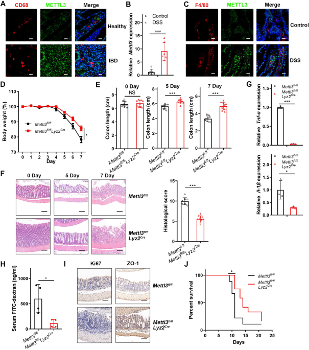 Inhibition of METTL3 in macrophages provides protection against intestinal inflammation