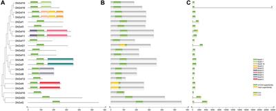Identification of Dof transcription factors in Dendrobium huoshanense and expression pattern under abiotic stresses