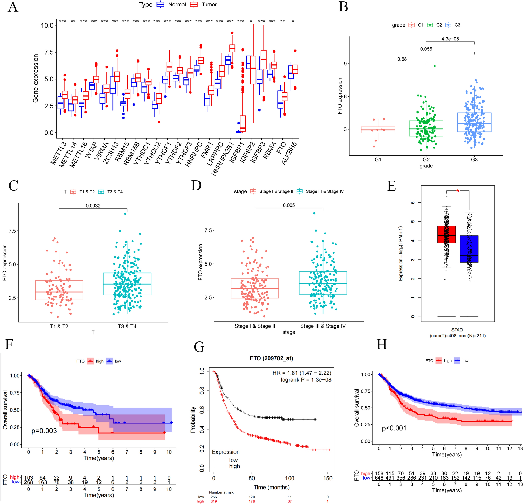 FTO promotes gastric cancer progression by modulating MAP4K4 expression via demethylation in an m6A-dependent manner
