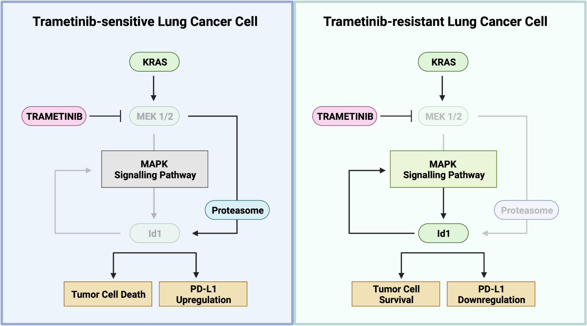 Trametinib sensitizes KRAS-mutant lung adenocarcinoma tumors to PD-1/PD-L1 axis blockade via Id1 downregulation