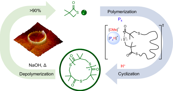 Proton-triggered topological transformation in superbase-mediated selective polymerization enables access to ultrahigh-molar-mass cyclic polymers