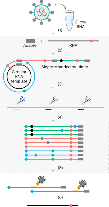 Targeted accurate RNA consensus sequencing (tARC-seq) reveals mechanisms of replication error affecting SARS-CoV-2 divergence