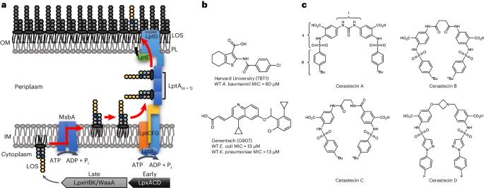 Cerastecins inhibit membrane lipooligosaccharide transport in drug-resistant Acinetobacter baumannii