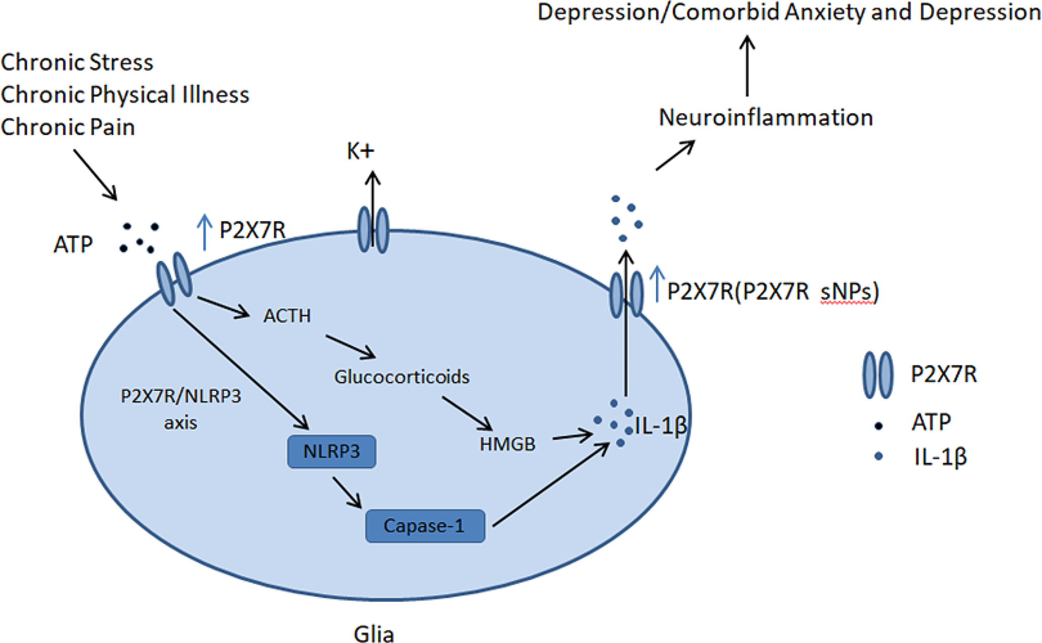 P2X7 receptor: a potential target for treating comorbid anxiety and depression