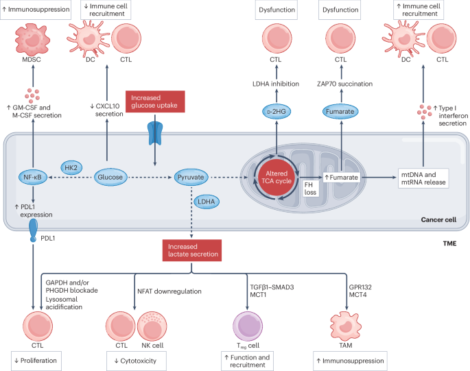 Cancer cell metabolism and antitumour immunity