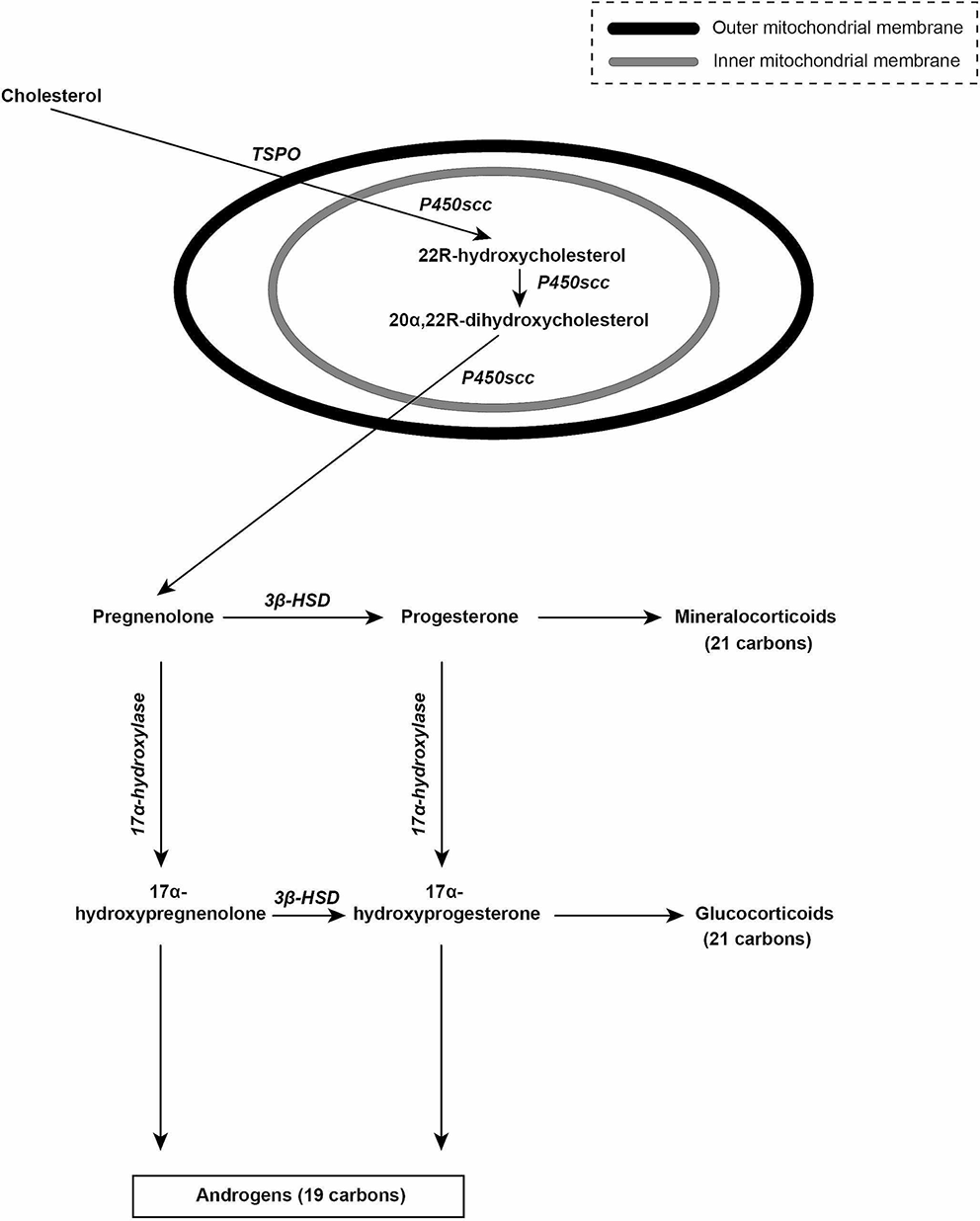 Diagnostic and therapeutic use of oral micronized progesterone in endocrinology