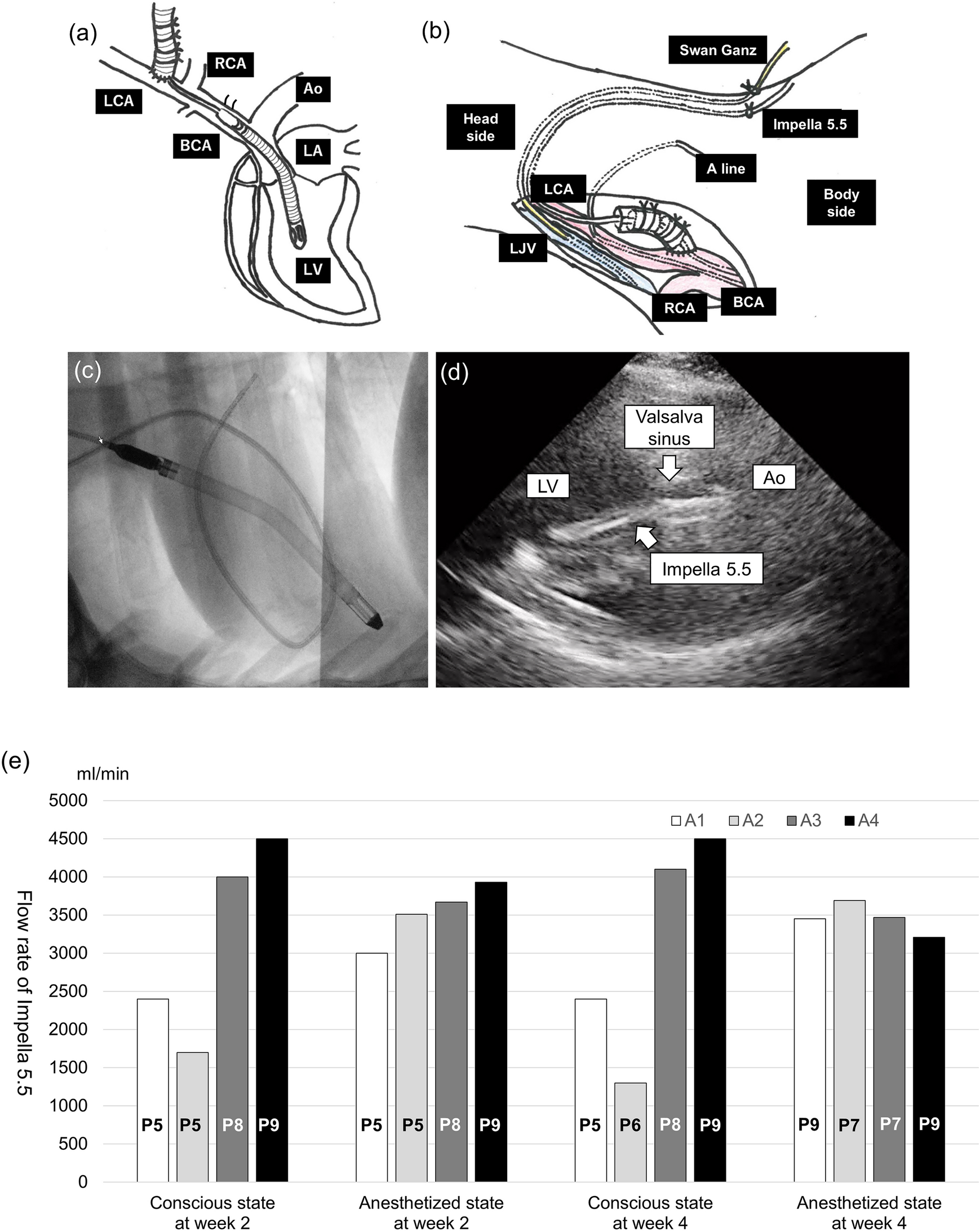 Feasibility of an animal model for long-term mechanical circulatory support with Impella 5.5 implanted through carotid artery access in sheep