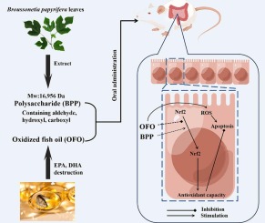 Protective effect of Broussonetia papyrifera leaf polysaccharides on intestinal integrity in a rat model of diet-induced oxidative stress