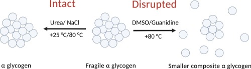 Liver glycogen fragility in the presence of hydrogen-bond breakers