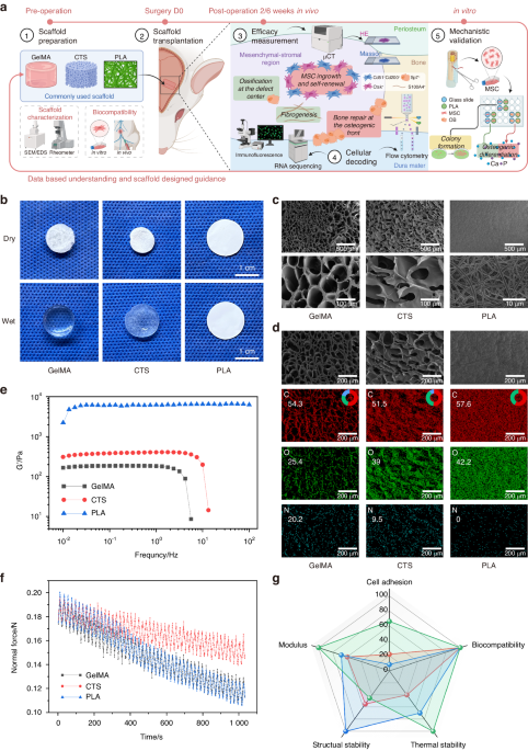 Transcriptomic and cellular decoding of scaffolds-induced suture mesenchyme regeneration