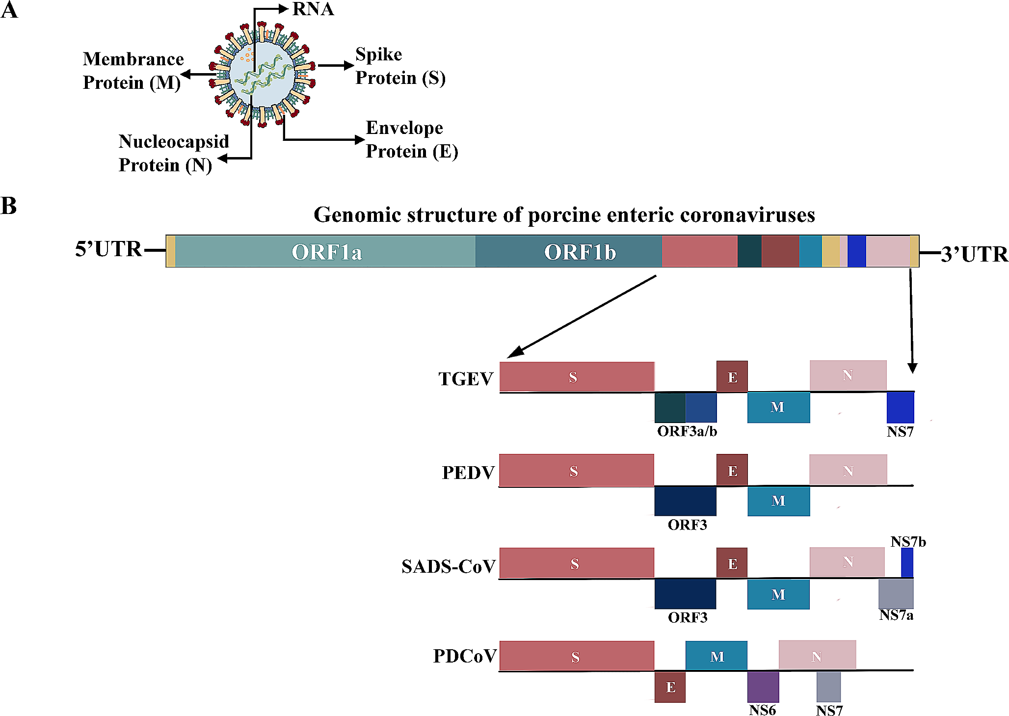 Epidemiology, pathogenesis, immune evasion mechanism and vaccine development of porcine Deltacoronavirus