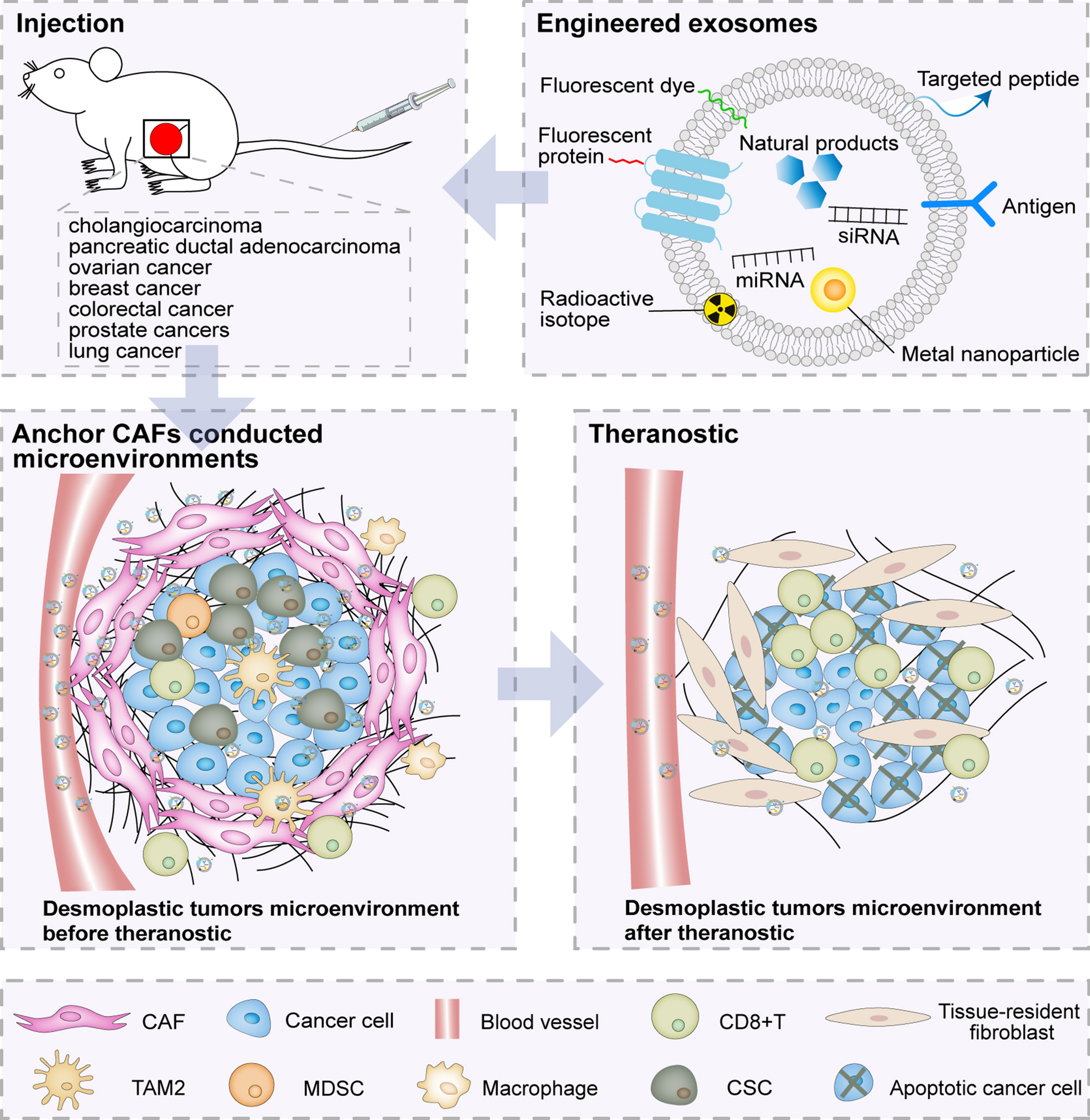 An exosomal strategy for targeting cancer-associated fibroblasts mediated tumors desmoplastic microenvironments