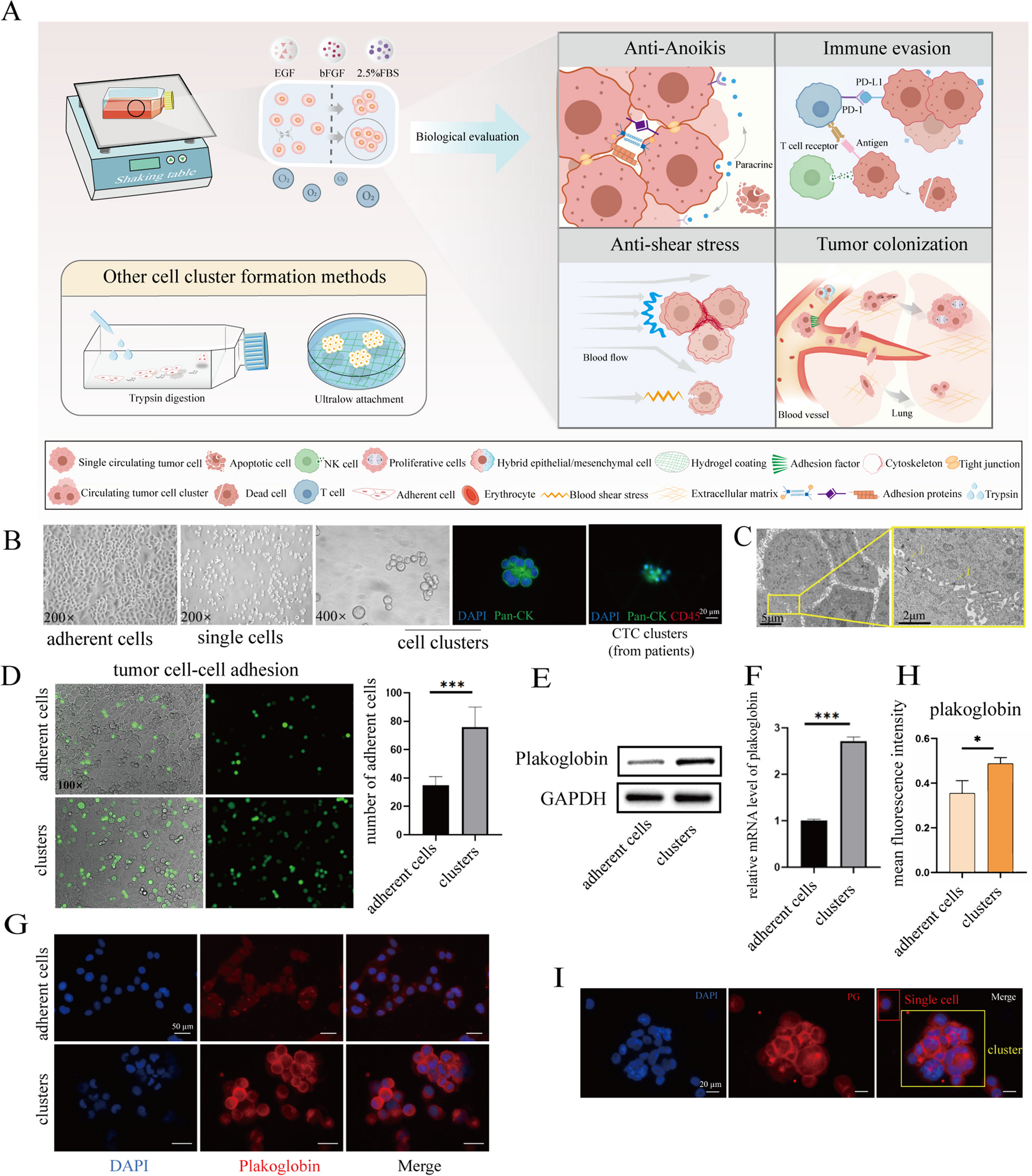 Systematic optimization and evaluation of culture conditions for the construction of circulating tumor cell clusters using breast cancer cell lines