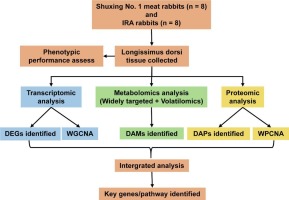 Delineating molecular regulatory network of meat quality of longissimus dorsi indicated by transcriptomic, proteomic, and metabolomics analysis in rabbit