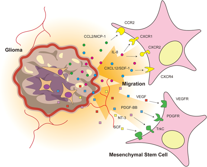 Mesenchymal stem cells as therapeutic vehicles for glioma