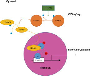KN-93 Promotes HDAC4 Nucleus Translocation to promote fatty acid oxidation in Myocardial Infarction
