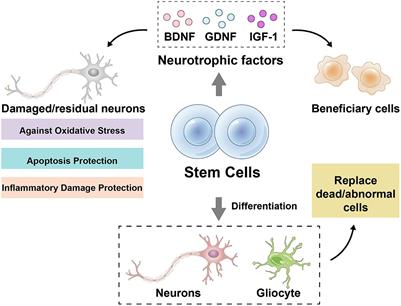 Current potential therapeutics of amyotrophic lateral sclerosis
