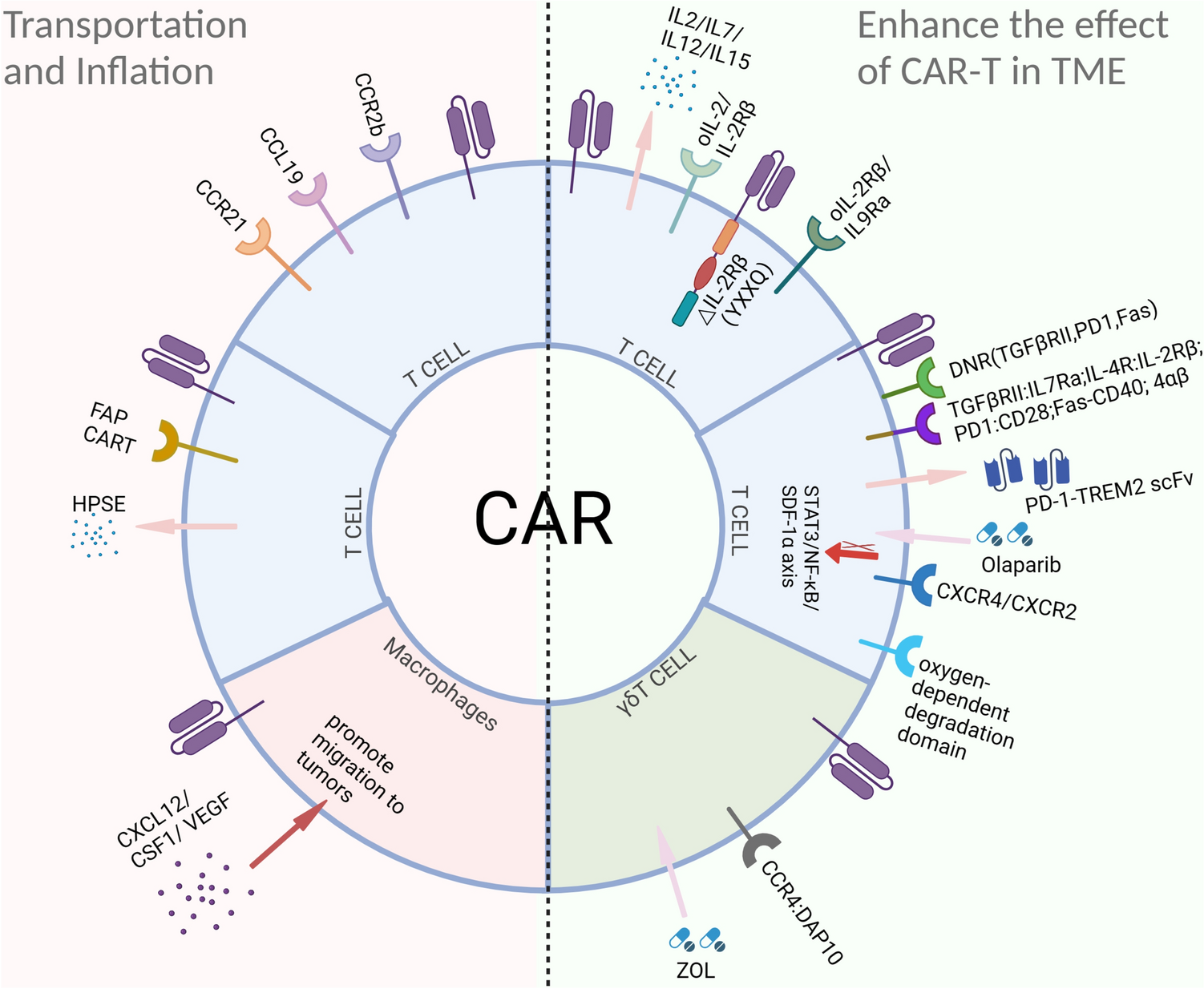 Challenges and strategies in relation to effective CAR-T cell immunotherapy for solid tumors