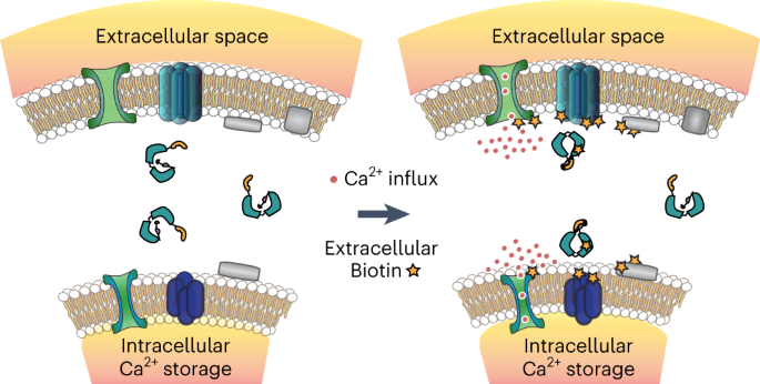 Molecular recording of calcium signals via calcium-dependent proximity labeling